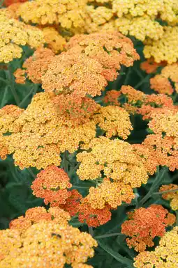 Intratuin Duizendblad (achillea millifolium 'terracotta') aanbieding