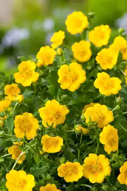 Intratuin Ganzerik (potentilla aurea senior) aanbieding