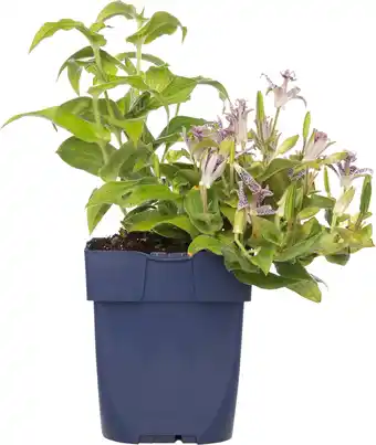 Intratuin Paddenlelie (tricyrtis hirta) d 11 h 10 cm aanbieding