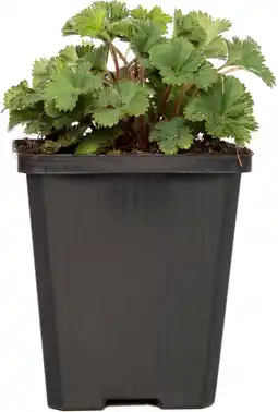 Intratuin Dwergvrouwenmantel (alchemilla erythropoda) d 9 h 5 cm aanbieding