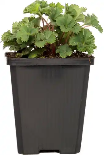 Intratuin Dwergvrouwenmantel (alchemilla erythropoda) d 9 h 5 cm aanbieding