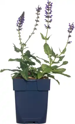 Intratuin Salie (salvia nemorosa 'mainacht') aanbieding