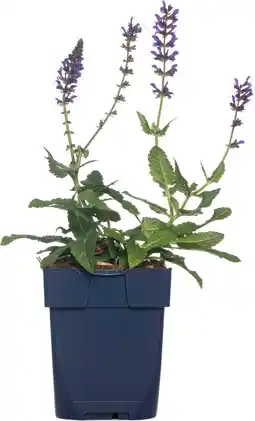 Intratuin Salie (salvia nemorosa 'mainacht') aanbieding