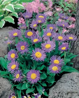 Intratuin Alpenaster (aster alpinus dunkle schöne) aanbieding