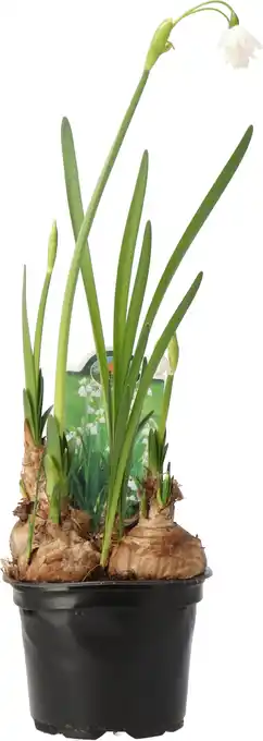 Intratuin Zomerklokje (leucojum aestivum) d 11 h 15 cm aanbieding