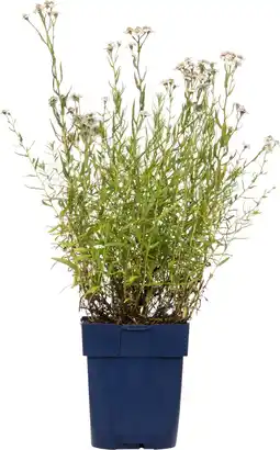 Intratuin Duizendblad (achillea ptarmica 'the pearl') d 11 h 10 cm aanbieding