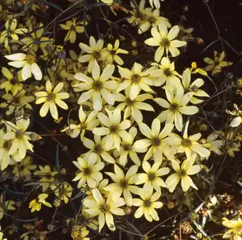 Intratuin Meisjesogen (coreopsis verticillata 'moonbeam') d 11 h 5 cm aanbieding