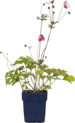 Intratuin Herfstanemoon (anemone hupehensis 'splendens') d 11 h 10 cm aanbieding