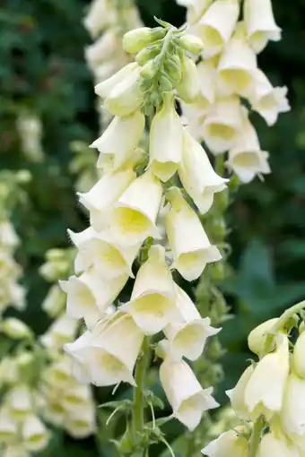 Intratuin Vingerhoedskruid (digitalis grandiflora) aanbieding