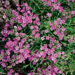 Intratuin Gipskruid (gypsophila repens 'rosa schonheit') d 11 h 5 cm aanbieding