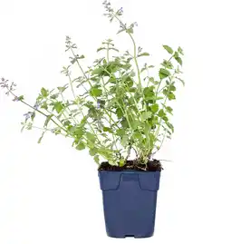 Intratuin Kattekruid (nepeta faasenii 'six hills giant') aanbieding