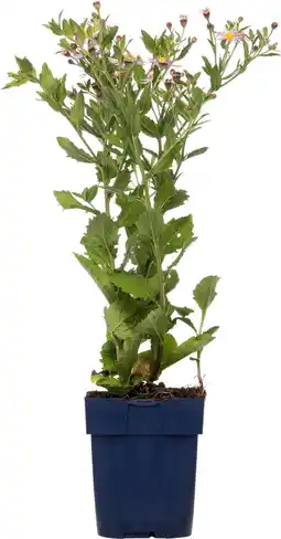 Intratuin Aster (aster ageratoides 'asran') d 11 h 10 cm aanbieding