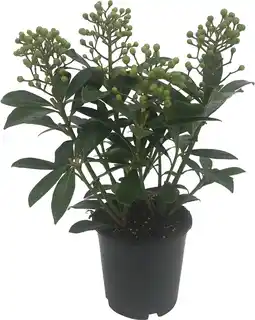 Intratuin Skimmia (skimmia japonica 'finchy') d 15 h 30 cm aanbieding