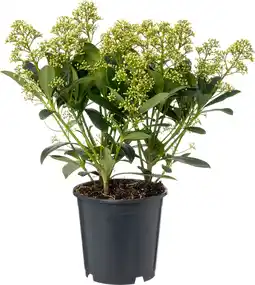 Intratuin Skimmia (skimmia japonica 'finchy') d 15 h 30 cm aanbieding