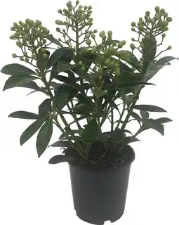 Intratuin Skimmia (skimmia japonica 'finchy') d 15 h 30 cm aanbieding