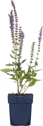 Intratuin Siersalie (salvia nemorosa 'ostfriesland') d 11 h 10 cm aanbieding