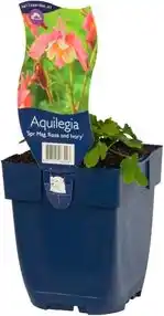 Intratuin Akelei (aquilegia 'spring magic') d 19 h 45 cm aanbieding