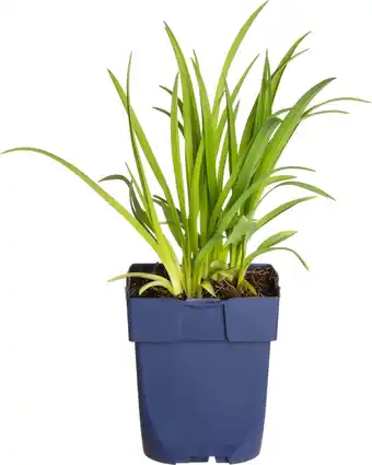 Intratuin Daglelie (hemerocallis 'sammy russell') aanbieding