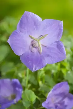 Intratuin Klokjesbloem (campanula carpatica 'blaue clips') d 9 h 5 cm aanbieding