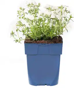 Intratuin Kruipphlox (phlox subulata 'maischnee') aanbieding