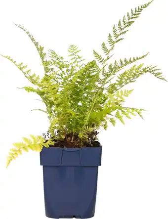 Intratuin Vrouwtjesvaren (athyrium felix-femina) d 11 h 10 cm aanbieding