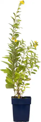 Intratuin Wederik (lysimachia punctata) d 11 h 10 cm aanbieding