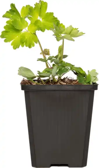 Intratuin Akelei (aquilegia 'biedermeier') d 9 h 15 cm aanbieding