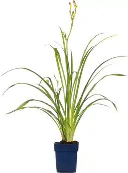 Intratuin Daglelie (hemerocallis 'summer wine') d 11 h 10 cm aanbieding