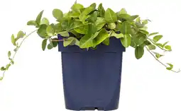 Intratuin Kleine maagdenpalm (vinca minor) d 11 h 10 cm aanbieding