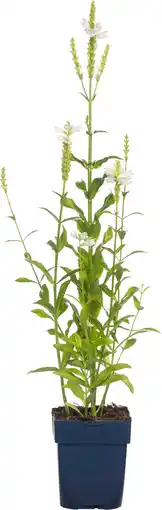 Intratuin Scharnierplant (physostegia virginiana 'summer snow') aanbieding