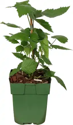 Intratuin Doornloze braam (rubus fruticosus 'black satin') d 13 h 45 cm aanbieding