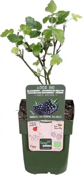 Intratuin Doornloze braam (rubus fruticosus 'black satin') d 13 h 45 cm aanbieding