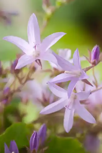 Intratuin Klokjesbloem (campanula poscharskyana 'lisduggan variety') aanbieding