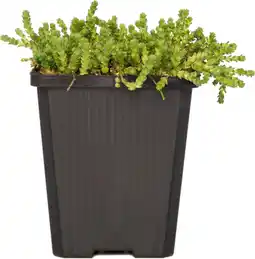 Intratuin Vetkruid (sedum acre) d 9 h 5 cm aanbieding