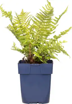 Intratuin Mannetjesvaren (dryopteris affinis) d 11 h 10 cm aanbieding