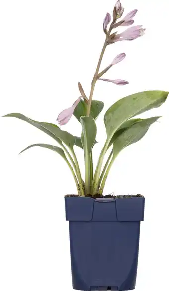 Intratuin Hartlelie (hosta fortunei 'patriot') d 11 h 10 cm aanbieding