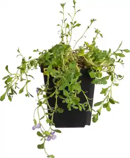 Intratuin Blauwkussen (aubrieta 'cascade blue') d 9 h 5 cm aanbieding