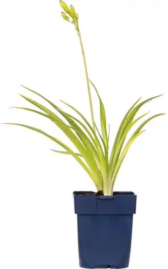 Intratuin Daglelie (hemerocallis 'joan senior') d 11 h 10 cm aanbieding