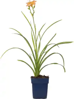 Intratuin Daglelie (hemerocallis 'mini pearl') d 11 h 10 cm aanbieding