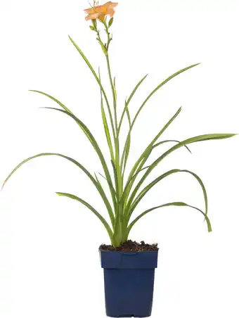 Intratuin Daglelie (hemerocallis 'mini pearl') d 11 h 10 cm aanbieding