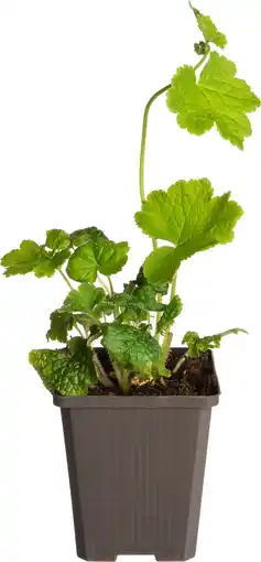 Intratuin Mijterloof (tellima grandiflora) aanbieding