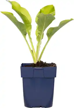 Intratuin Hartlelie (hosta 'royal standard') d 11 h 10 cm aanbieding