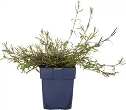 Intratuin Steenanjer (dianthus deltoides 'splendens') aanbieding