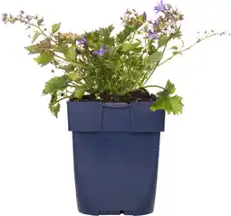 Intratuin Klokjesbloem (campanula garganica) d 11 h 10 cm aanbieding