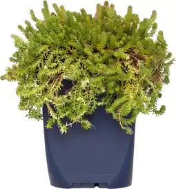 Intratuin Vetkruid (sedum sexangulare) d 11 h 10 cm aanbieding