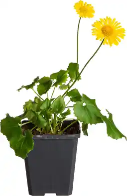 Intratuin Voorjaarszonnebloem (doronicum orientale 'little leo') d 9 h 10 cm aanbieding