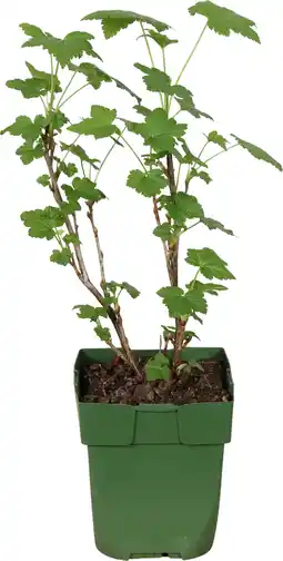 Intratuin Biologische zwarte bes (ribes nigrum 'titania') d 13 h 40 cm aanbieding