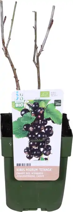 Intratuin Biologische zwarte bes (ribes nigrum 'titania') d 13 h 40 cm aanbieding