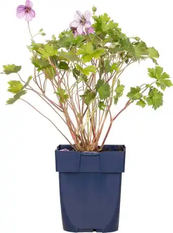 Intratuin Ooievaarsbek (geranium incanum 'joy') d 11 h 10 cm aanbieding