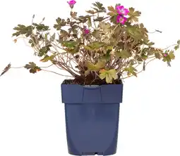 Intratuin Ooievaarsbek (geranium 'tanya rendall') d 11 h 10 cm aanbieding